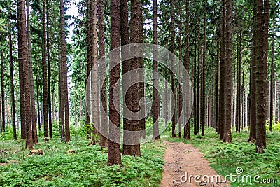 Trail in a forest Stock Photo