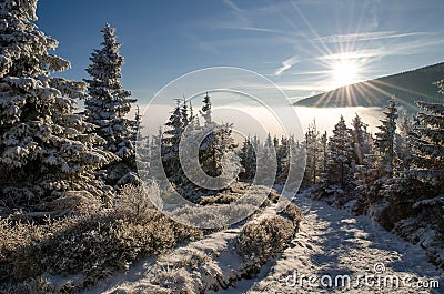 Trail in forest 2, winter time, Giant Mountains, Czech Republic Stock Photo