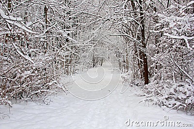 Trail after fresh snow Stock Photo