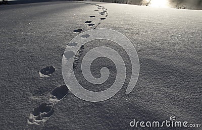 Wolf tracks in snow Stock Photo