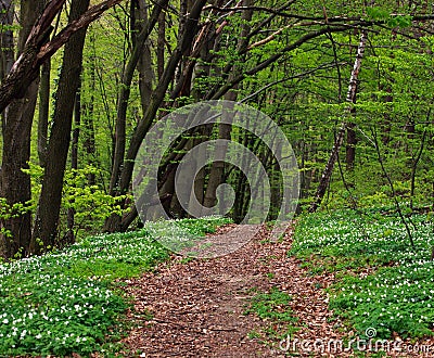 Trail in green blossoming forest in trees, background nature Stock Photo