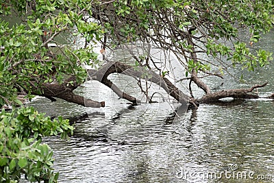 Tree over pond dipping into water Stock Photo