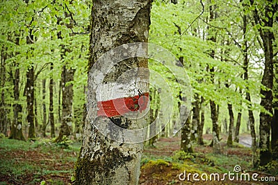 Trail Marker In A Beechwood Stock Photo