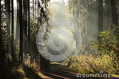 trail through a misty autumn forest at dawn path through a coniferous forest at sunrise morning fog surrounds the pine trees lit Stock Photo