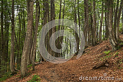 Trail in a mountain beech forest Stock Photo