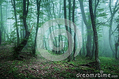 Trail through a mysterious dark forest in fog with green leaves Stock Photo