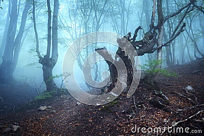 Trail through a mysterious dark old forest in fog. Autumn Stock Photo