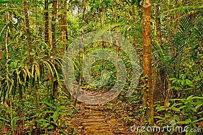 Primitive Trail in the Rain Forest Stock Photo