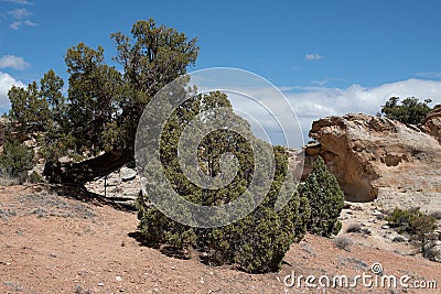 Tree adapted to tough high desert conditions in the the Colorado National Monument Stock Photo