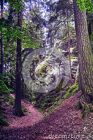 Trail through an old forest with large spruce trees next to a gigantic boulder made of sandstone in the KrkonoÅ¡e Mountains in the Stock Photo