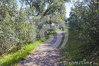 Trail pass along Cork Oaks forest at Cornalvo Natural Park, Spain Stock Photo