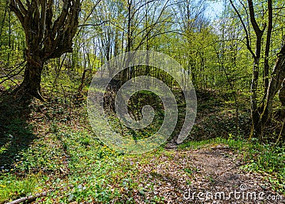 trail path through scenery of carpathian primeval beech woods in spring Stock Photo