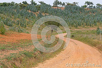 Trail in Santiago do Cacem Stock Photo