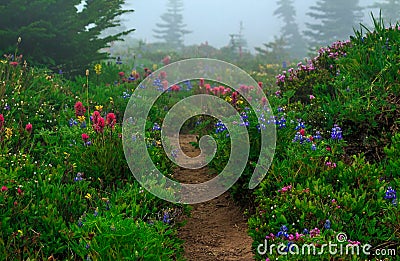 Colourful Blossoms In Mt. Rainier National Park Stock Photo