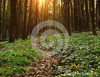Trail spring flowering forest in sunlight, nature background Stock Photo