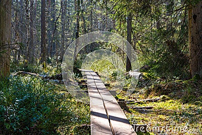 The trail in the spring. Photo of scandinavian nature. Stock Photo