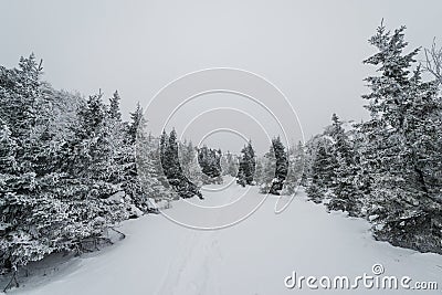 A trail stretching into the distance through a fabulous snow covered forest Stock Photo