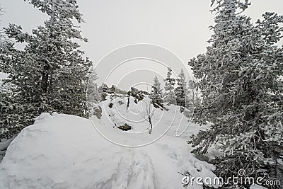 A trail stretching into the distance through a fabulous snow covered forest Stock Photo