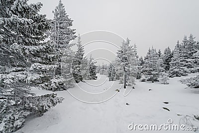 A trail stretching into the distance through a fabulous snow covered forest Stock Photo