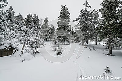 A trail stretching into the distance through a fabulous snow covered forest Stock Photo