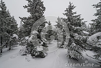 A trail stretching into the distance through a fabulous snow covered forest Stock Photo