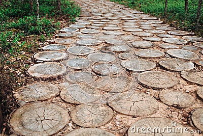 Trail of the stumps of trees felled. Stock Photo