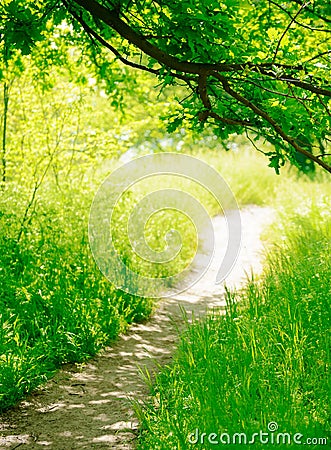 Trail in a Sunny Green Summer Forest Stock Photo