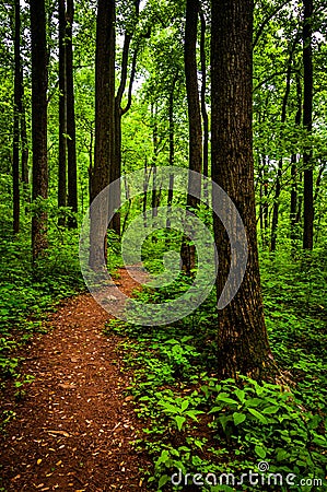 Trail through tall trees in a lush forest, Shenandoah National Park Stock Photo