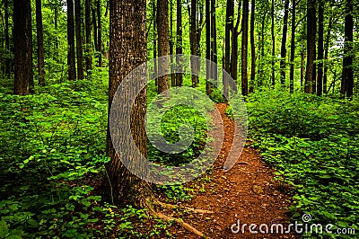 Trail through tall trees in a lush forest, Shenandoah National Park Stock Photo