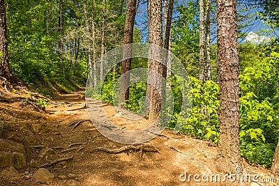 Trail to Abrams Falls Great Smoky Mountain National Park Stock Photo