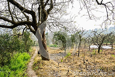 Trail under aged blossoming pear trees on sunny day Stock Photo