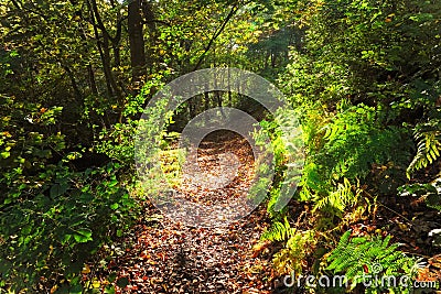 Trail among trees and ferns Stock Photo