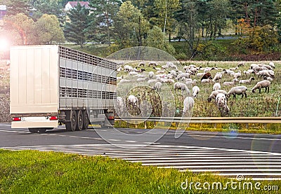 A trailer animal transport . Special truck and trailer Stock Photo