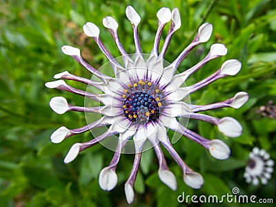 Trailing African Daisy Stock Photo