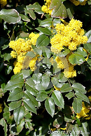 Trailing mahonia Mahonia aquifolium Pursh Nutt Stock Photo