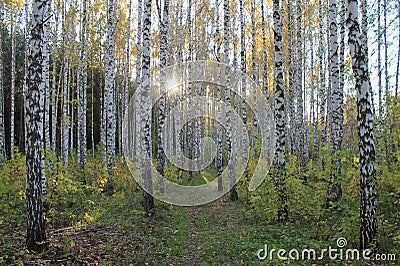 Trailway between birch trees Stock Photo