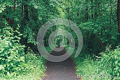 the trailway through the forest Cartoon Illustration