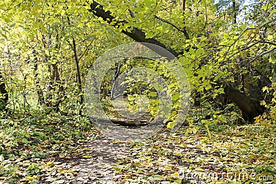 Trailway in the forest,Siberia Stock Photo