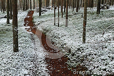 Soil snow trailway in the forest in winter Stock Photo