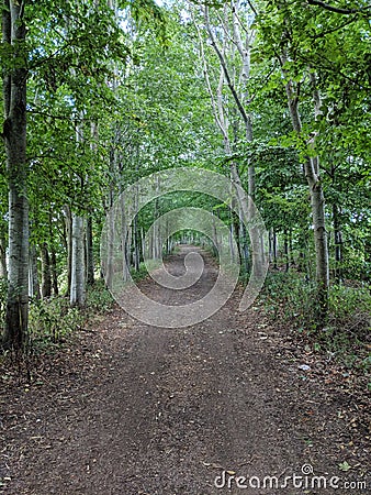 Trees lining a trailway Stock Photo