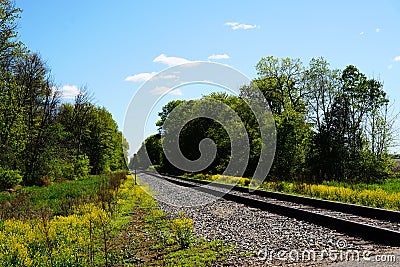 Train railroad tracks lead into a forest. Stock Photo