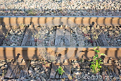 Train tracks in golden hour Stock Photo