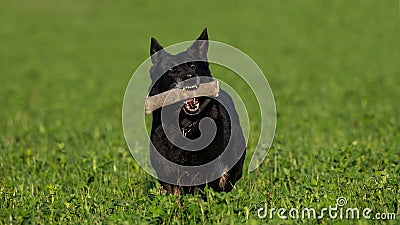 Trained black german shepherd retrieving object in a green field, Italy Stock Photo