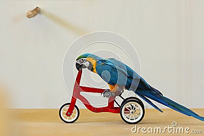 Trained Blue and yellow macaw on a bike. Stock Photo