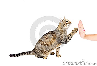 Trained cat high five Stock Photo