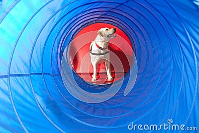 Trained dog Stock Photo