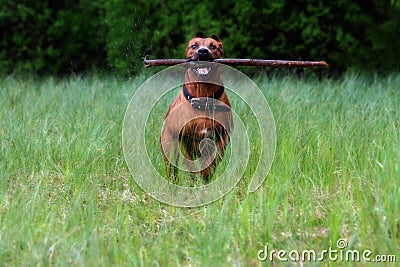 Trained dog Stock Photo
