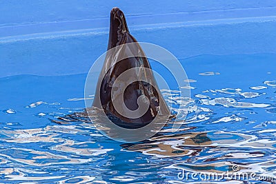 Trained dolphin in dolphinariums. show with dolphins Stock Photo