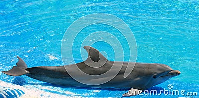 Trained dolphin on the edge of the aquarium Stock Photo