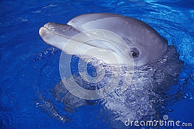 Trained Dolphin, Magic Mountain, Los Angeles, CA Stock Photo